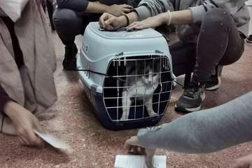 Telde y el Colegio Oficial de Veterinarios inician la campaña masiva de castración y esterilización de gatos callejeros/TA.